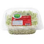 CAMPO VERDE GERMINADO DE ALFALFA