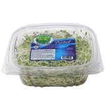 CAMPO VERDE GERMINADO DE CLOVER